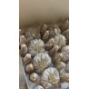 Pain de sucre doré